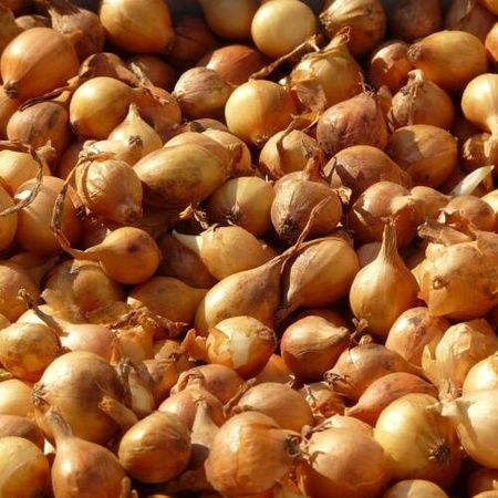Cebula 'Wolska' – Dymka 500 g