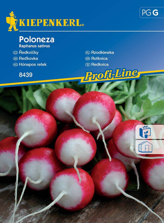 Rzodkiewka 'Poloneza' – Biały Czubek – Kiepenkerl