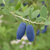 Jagoda kamczacka Indigo Gem – odmiana wczesna – sadzonka w donic C1,5 – Botana