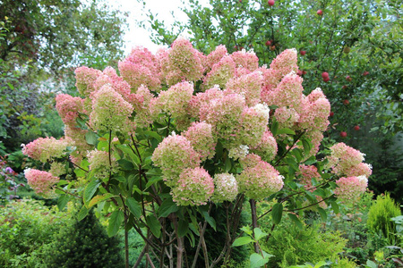 Hortensja Bukietowa 'Grandiflora' – sadzonka w doniczce C2 – Botana