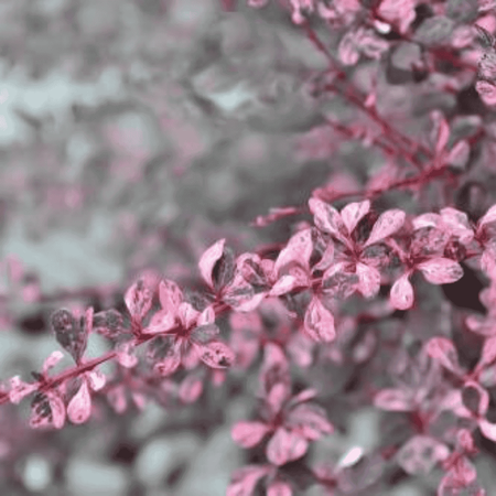 Berberys Thunberga 'Flamingo' – Sadzonka 30 cm