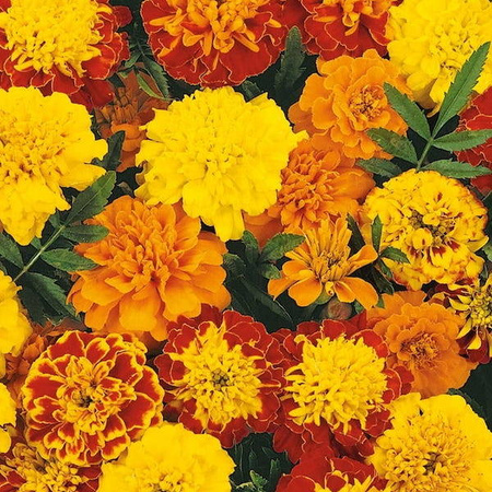 Aksamitka 'Bonita' – Mix Nasion – Kiepenkerl