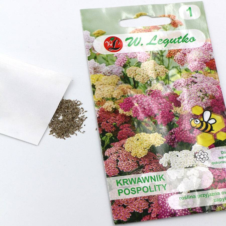  Krwawnik Pospolity – Mix Kolorów – Legutko
