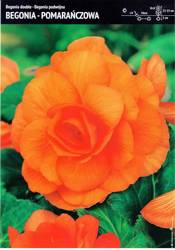 Begonia Bulwiasta Podwójna – Pomarańczowa – 3 szt.