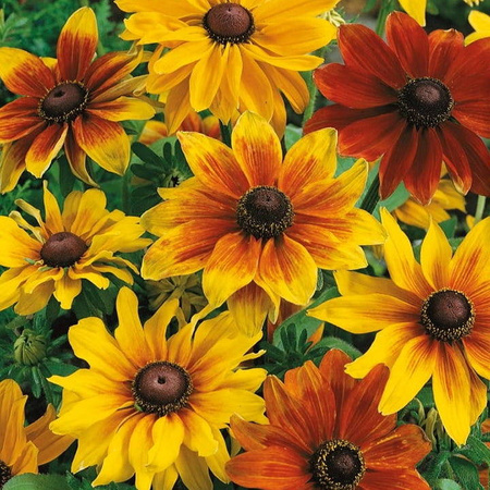 Rudbekia Owłosiona – Mix Nasion – Kiepenkerl