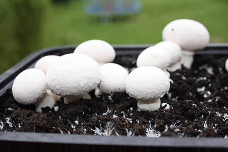 Pieczarka Biała – Zestaw Do Uprawy Grzybów – 3 l Exotic Grow Planto