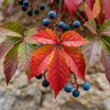 Winobluszcz pięciolistkowy Murorum (Parthenocissus Quinquefolia var. Murorum) – sadzonka w doniczce C2 – Botana