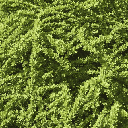 Berberys Thunberga 'Kobold' – Sadzonka 15-25 cm