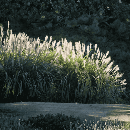 Miskant Chiński Memory