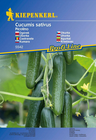 Ogórek 'Picolino' F1 – Odporny – Kiepenkerl