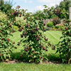Malina Czarna Black Jewel (Rubus Idaeus Black Jewel)