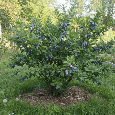 Jagoda kamczacka Indigo Gem – odmiana wczesna – sadzonka w donic C1,5 – Botana