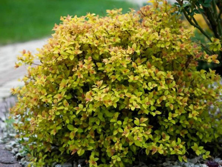 Tawuła Japońska - Golden Princess Złota - 6 szt. pakiet