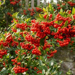 Ognik Szkarłatny Red Column (Pyracantha Coccinea Red Column) – sadzonka w doniczce Ce – Botana