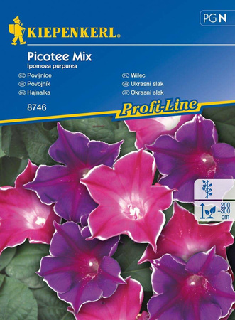 Wilec 'Picotee' – Mix Nasiona – Kiepenkerl