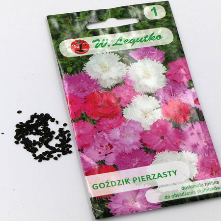 Goździk Pierzasty – Mix Kolorów – Legutko