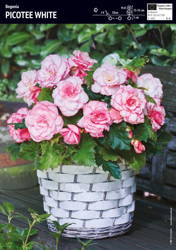 Begonia Bulwiasta 'Picotee White' – Dla Kolekcjonera – 3 szt.