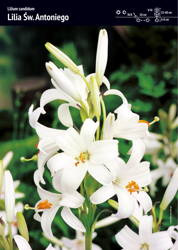 Lilia Św. Antoniego – Lilium 'Candidum' – 2 szt.