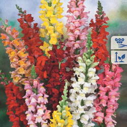 Lwia paszcza – Wysoka Mix – Kiepenkerl