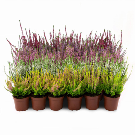 Wrzosy – 30 szt. (5 odmiany po 6 szt.)