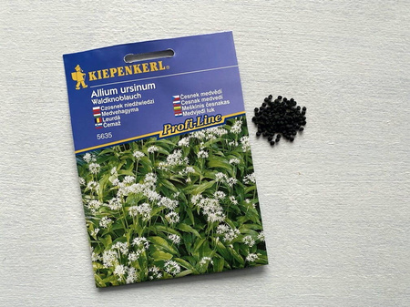 Czosnek Niedźwiedzi – Wieloletni – Kiepenkerl