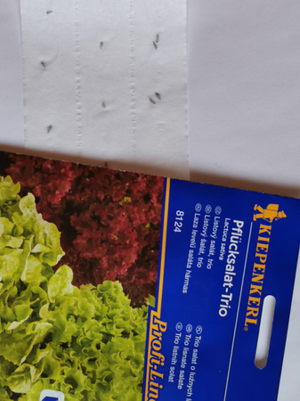 Trio Sałat o Luźnych Liściach 'Loka, Vili, Kyrio' - Nasiona na taśmie - Kiepenkerl