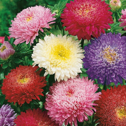 Aster Chiński 'Prinzess' – Mix Nasion – Kiepenkerl