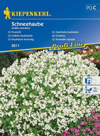 Gęsiówka Kaukaska 'Schneehaube' – Biała – Kiepenkerl