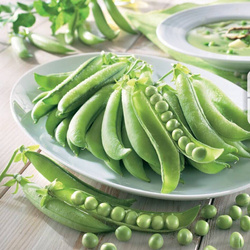 Groch Łuskowy 'Germana' – Kiepenkerl