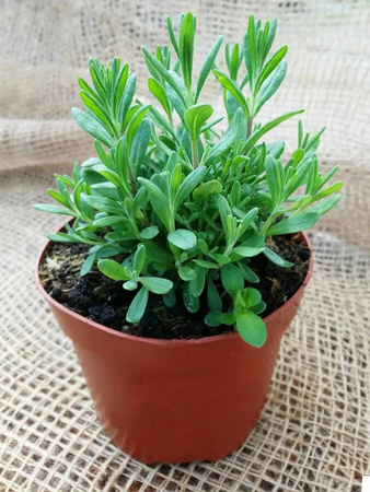 Lawenda - 9 szt. pakiet