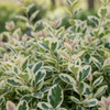 Trzmielina Fortune'a Emerald Gaiety (Euonymus Fortunei Emerald Gaiety) – sadzonka w doniczce C1,5 – Botana