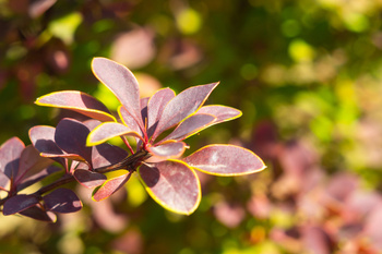 Berberys Thunberga 'Rose Glow' – Sadzonka15-25 cm