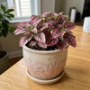 Niedośpian (Hypoestes Pink Panther) – sadzonka