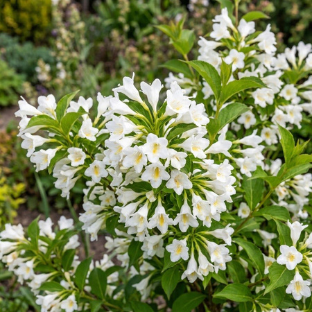 Krzewuszka Candida (Weigela florida Candida)