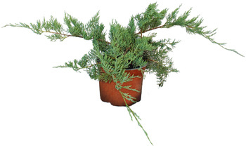 Jałowiec Wirginijski 'Hetz' – Sadzonka 40-60 cm