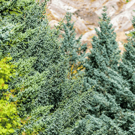 Jałowiec Skalny 'Skyrocket' – Sadzonka 50-70 cm