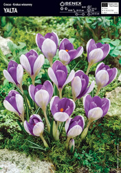 Krokus Yalta 10 szt.