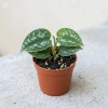 Scindapsus pstry (Scindapsus pictus 'Trebie') – sadzonka rozmiar M
