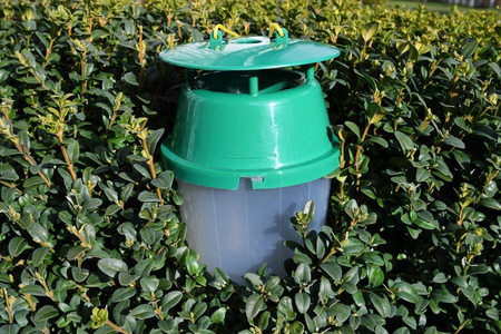 Pułapka Feromonowa Na Ćmę Bukszpanową