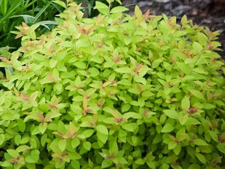 Tawuła Japońska - Golden Princess Złota - 6 szt. pakiet