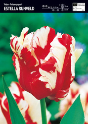 Tulipan 'Estella Rijnveld' – Papuzi – 10 szt.