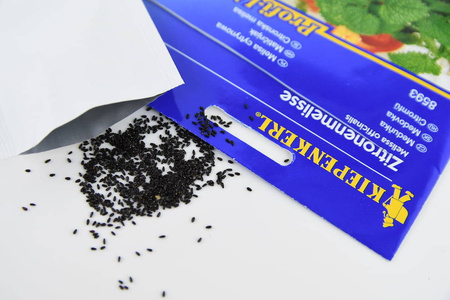 Melisa Cytrynowa – Wieloletnia – Kiepenkerl