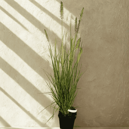 Rozplenica Japońska Black Beauty