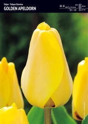 Tulipan ‘Golden Apeldorn’ – 15 szt.