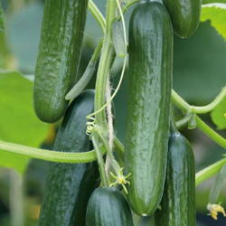 Ogórek 'Picolino' F1 – Odporny – Kiepenkerl