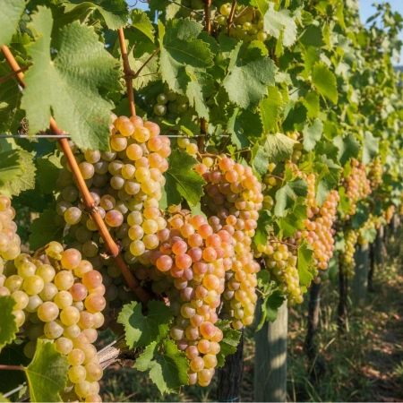 Winorośl Aurora – odmiana owocująca późnym latem – sadzonka C2 – Botana