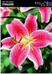 Lilia Orientalna 'Stragazer' – 4 szt.