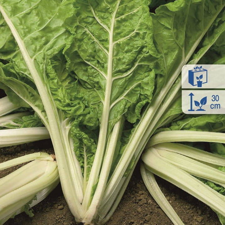 Burak liściowy 'Lucullus' – Boćwina – Kiepenkerl