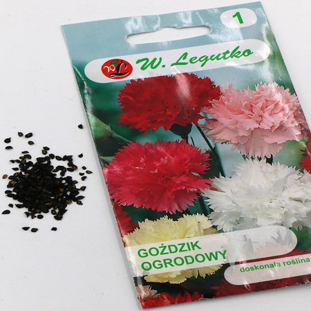 Goździk Ogrodowy – Mix Kolorów – Legutko