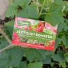 Złotooki bohater Vegano – 400 larw na mszyce, wciornastki, mączliki i wełnowce – 20 m² ochrony